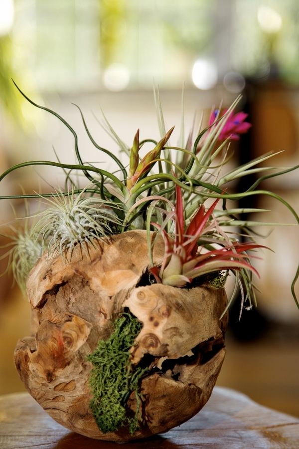 driftwood sphere spectacular air plants display ideas