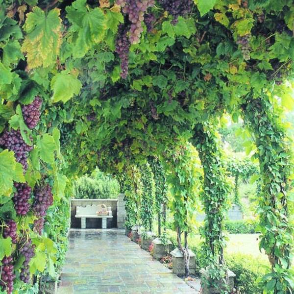 fantastic grapevine arbor arch backyard landscape ideas