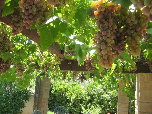 grapevine arbor ideas stone pillars wooden support