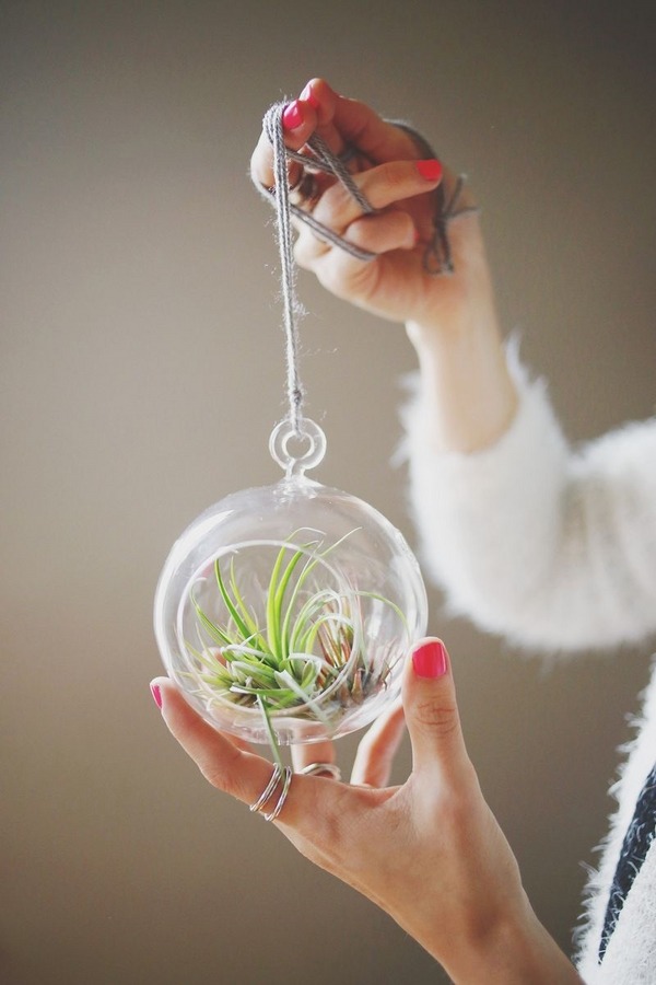 hanging ideas glass ball terrarium