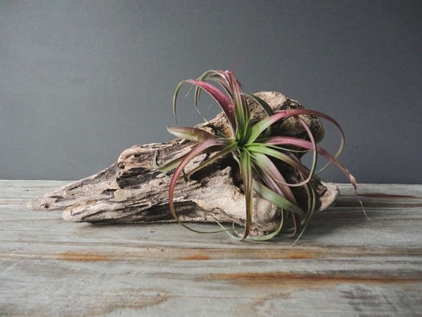 how to decorate with air plants driftwood ideas 