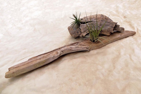 how to display air plants on driftwood awesome home decor DIY