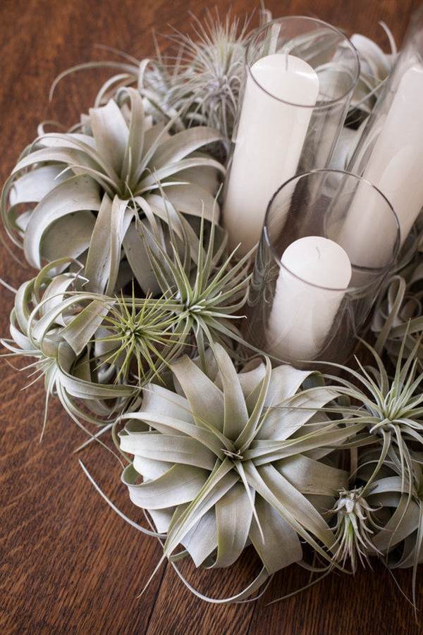 how to display airplants creative home decoration ideas