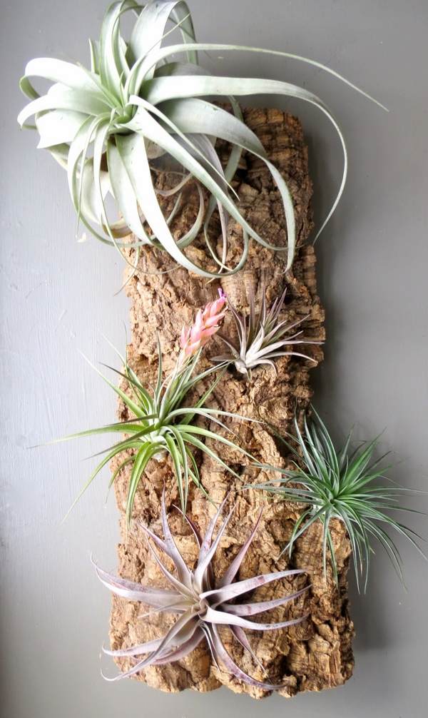 how to mount air plants ideas wall mounted tillandsia ideas
