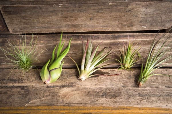 how to take care of air plants types of Tillandsias