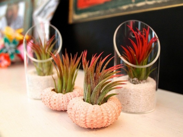 modern plant containers sea urchin 