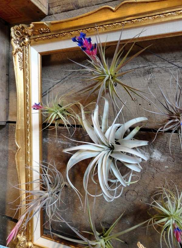 most beautiful air plant display ideas picture frame tillandsias