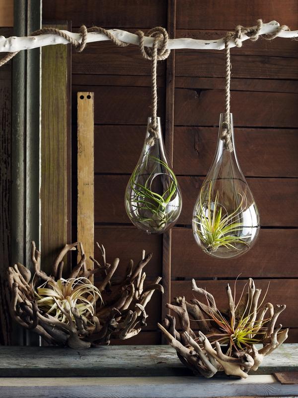 most beautiful display ideas hanging terrarium driftwood containers