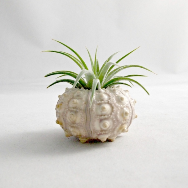 sea urchin innovative air plant containers