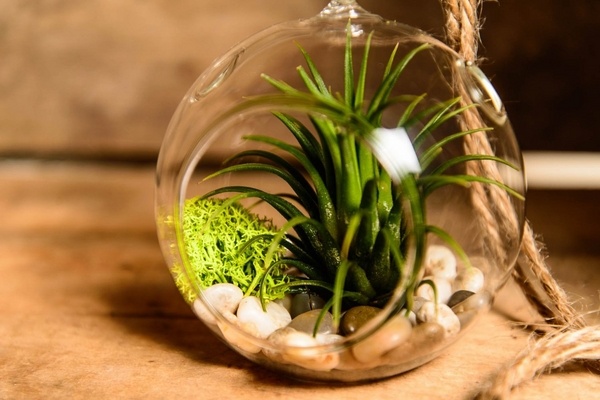 air plant terrarium ideas glass balls