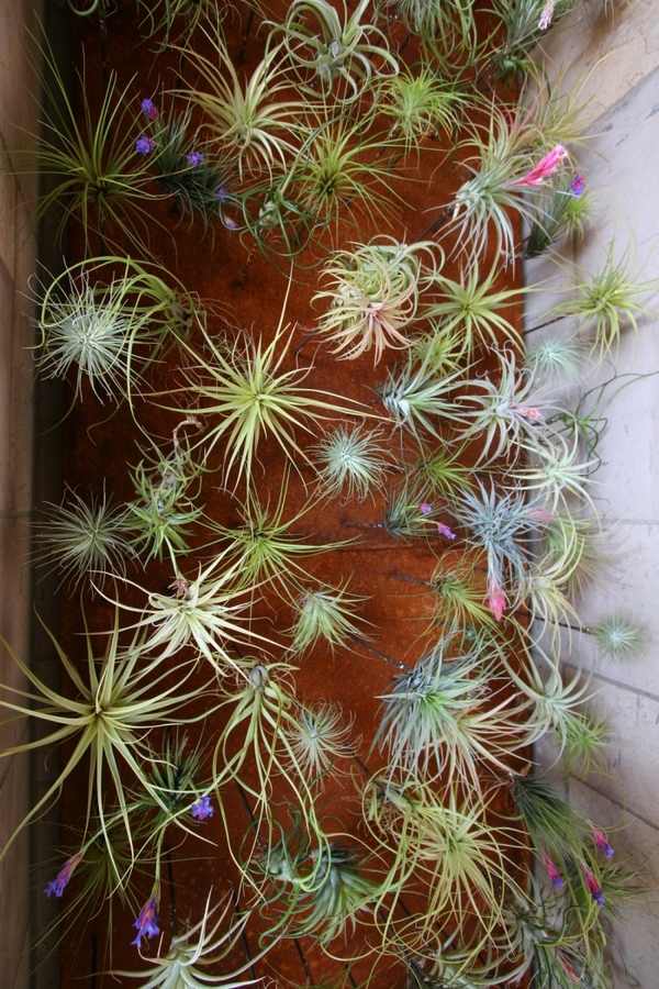 50 Creative Ideas To Display Your Air Plants In A Most Spectacular Way - Diy Air Plant Ideas