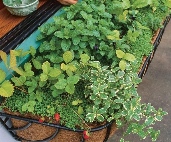 Container-herb-garden-ideas-balcony-garden-ideas-small-patio-decor