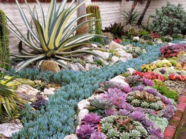 Succulent-garden-drought-tolerant-landscaping-ideas