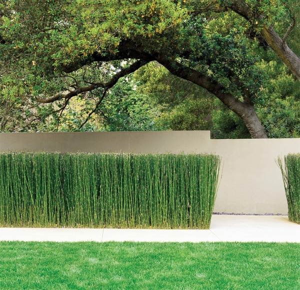 garden decorating horsetail reed lawn privacy fence