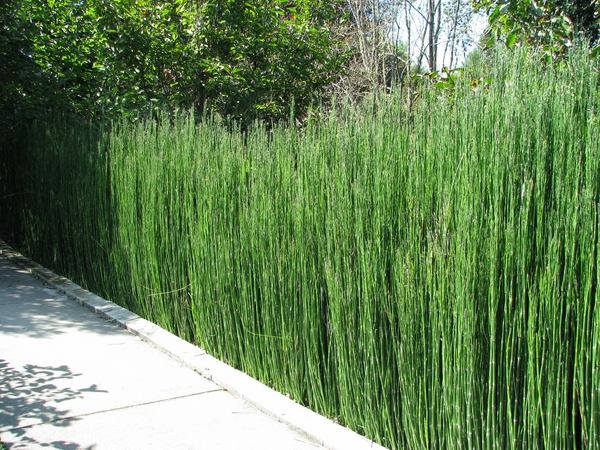 garden decorating ideas horsetail reed privacy screen fence deas