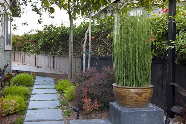 garden design ideas horsetail reed in plant container