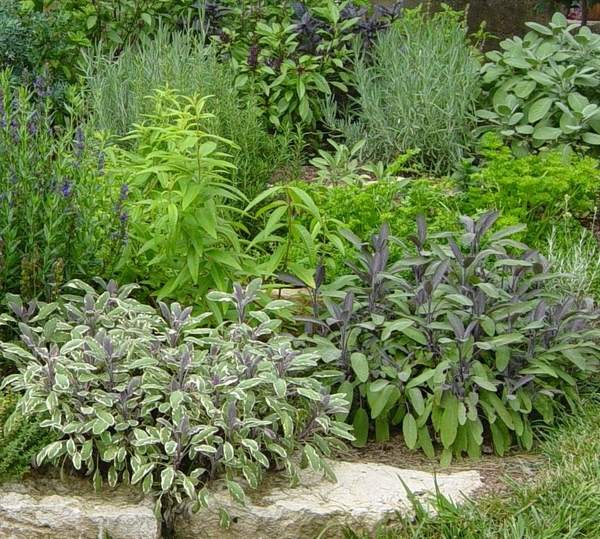 herb-garden-design-ideas-sage-garden-design-ideas