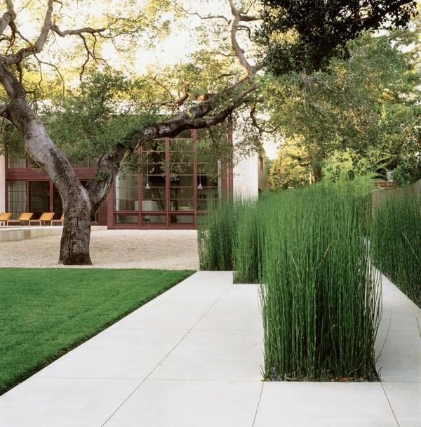horsetail reed garden landscaping ideas patio design
