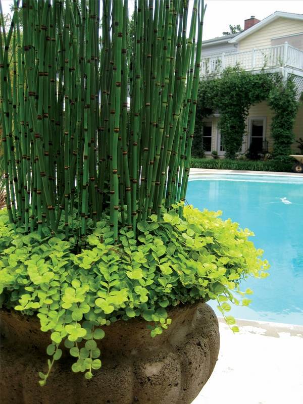 how to grow in containers pool deck decor