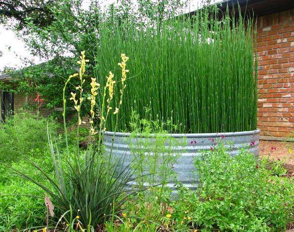 how to grow horsetail reed plant backyard landscape ideas