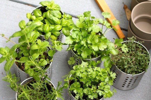 planting-herb-garden-ideas-how-to-grow-herb-garden