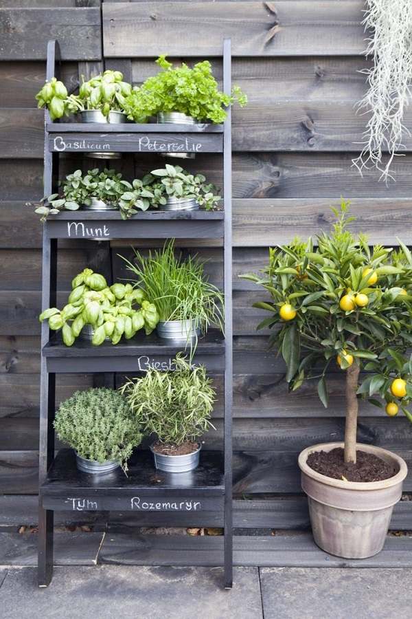 small-herb-garden-design-deas-vertical-garden-DIY-ladder