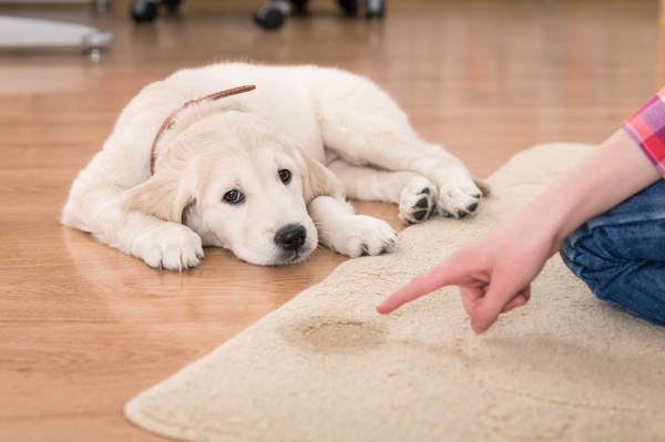 top-10-carpet-stains-carpet-cleaning-tips-how-to-clean-pet-urine