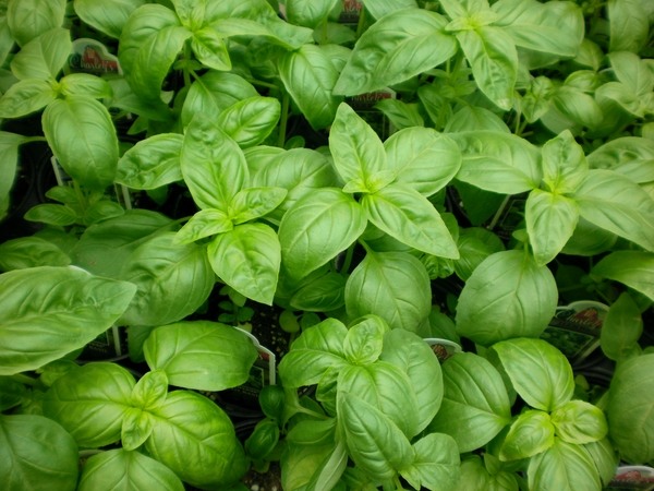 top-herbs-to-grow-at-home-basil 