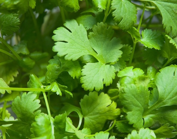 top-herbs-to-grow-at-home-cilantro-container-garden-ideas