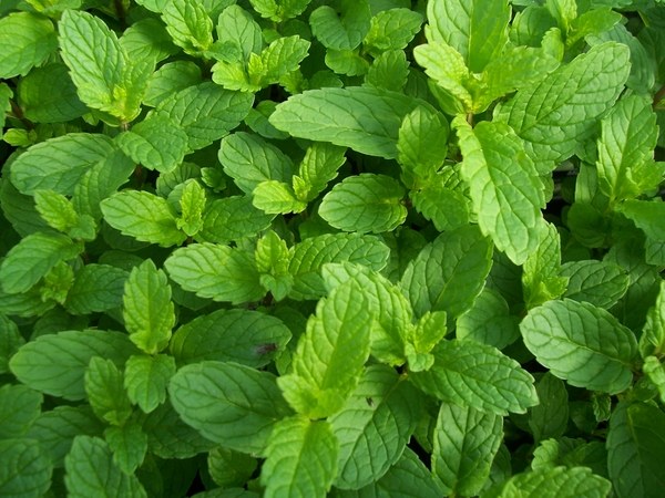 top-herbs-to-grow-at-home-mint-garden-decorating-ideas 