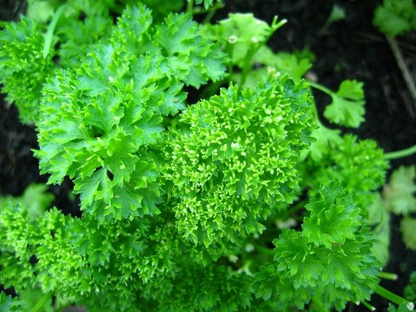 top-herbs-to-grow-at-home-parsley-herb-garden-design-ideas 