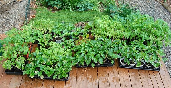growing plants herb