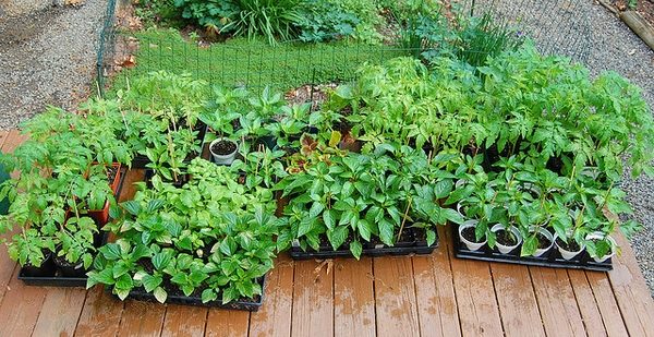 Garden nursery – tips and ideas how to start your own plant nursery