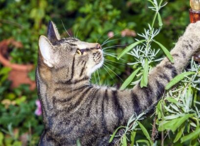 cat-proof-garden-ideas-cat-fence-protective-garden-fence-ideas