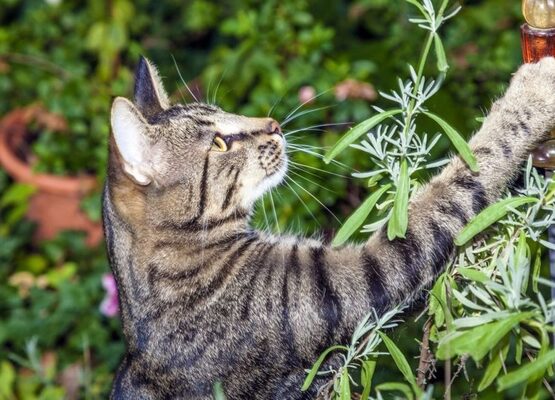 cat-proof-garden-ideas-cat-fence-protective-garden-fence-ideas