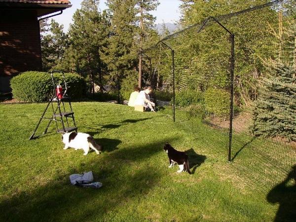 Cat proof garden ideas - keep your pets inside your backyard