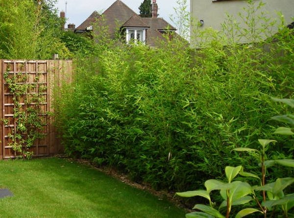 Clumping bamboo landscape – privacy screen and decoration ...