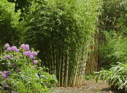 bamboo-landscaping-ideas-clumping-bamboo-privacy-fence-ideas