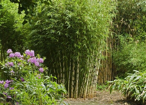 bamboo-landscaping-ideas-clumping-bamboo-privacy-fence-ideas