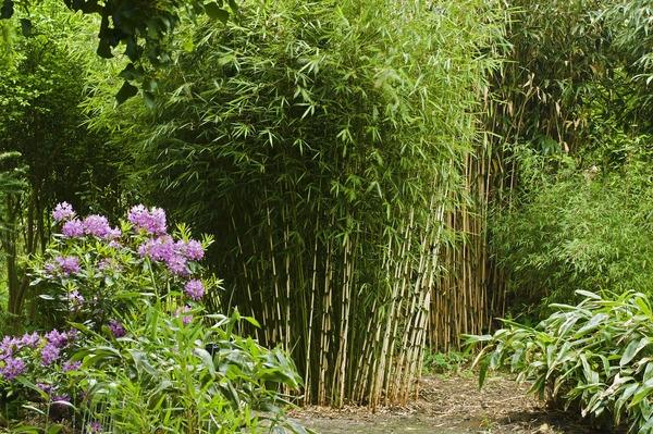 bamboo-landscaping-ideas-clumping-bamboo-privacy-fence-ideas