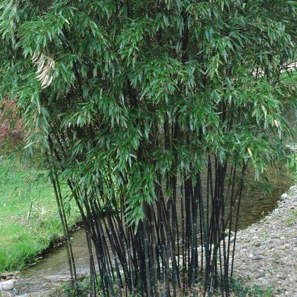 Clumping bamboo landscape - privacy screen and decoration ...
