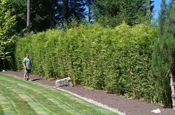 hedge garden privacy fence ideas privacy plants