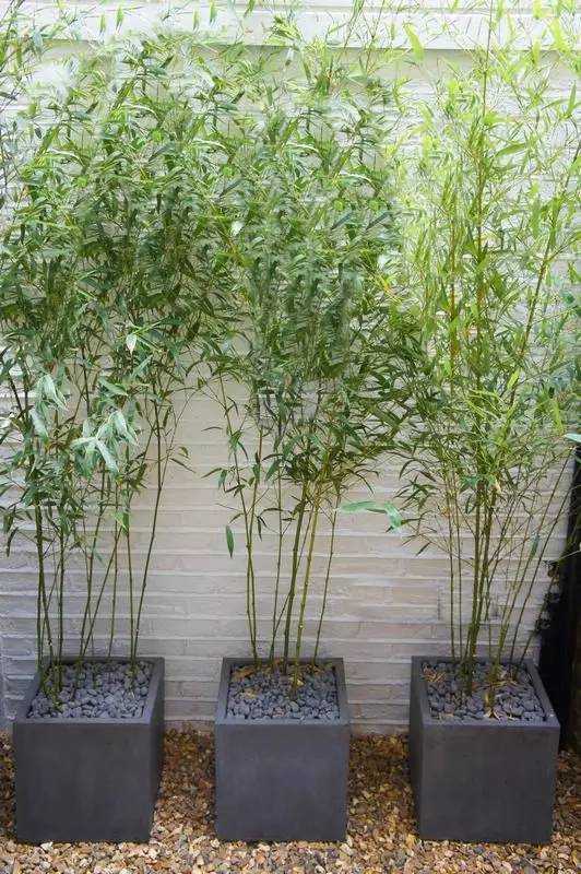 plant container patio decor ideas bamboo landscaping