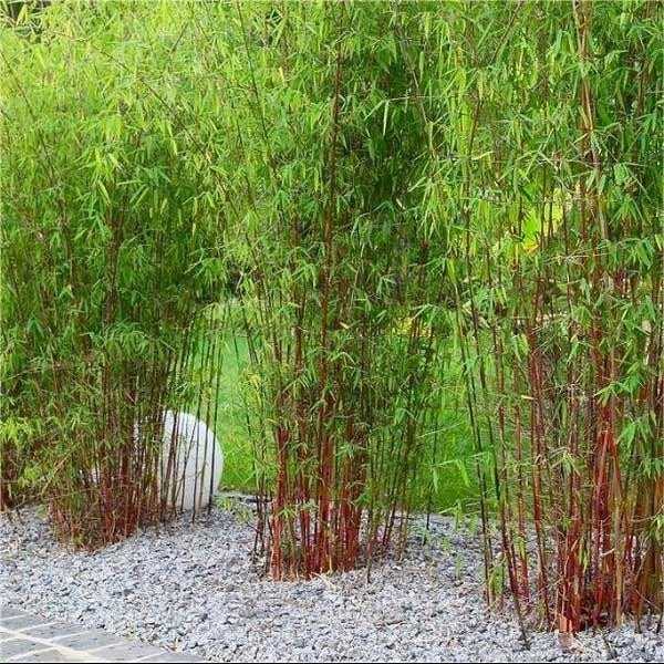 Modern Bamboo Plants For Privacy for Simple Design