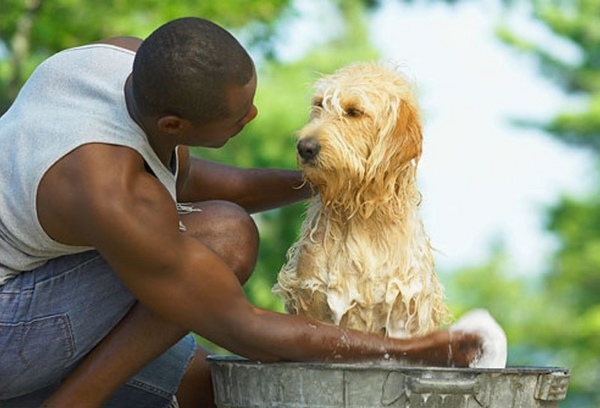 dog washing station bathtub ideas outdoor 