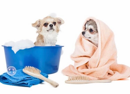 dog-washing-station-ideas-laundry-room-mudroom-remodel