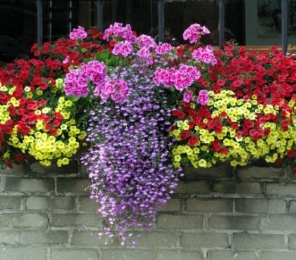 flower-box-ideas-window-decorating-ideas-DIY-summer-decoration-blooming-plants