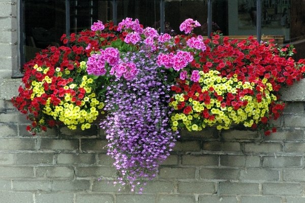 flower box ideas window decorating DIY summer decoration blooming plants