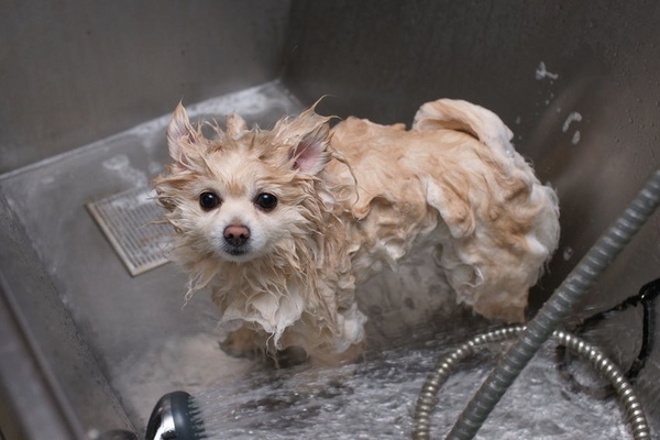 home dog washing station ideas laundy room shower