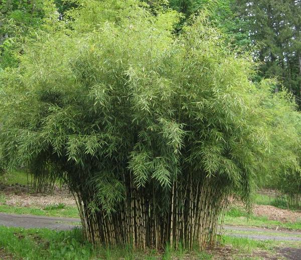 Clumping bamboo landscape - privacy screen and decoration ideas
